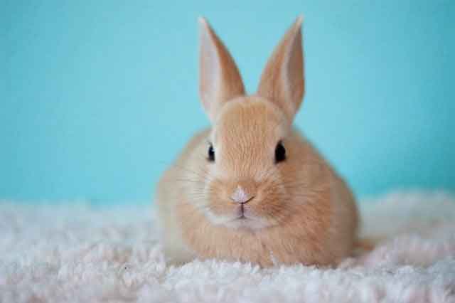 Rabbit Domestic Animals Name in English