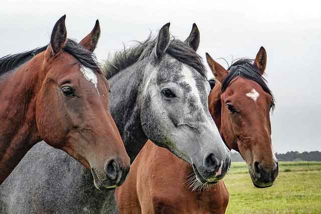 horses Domestic Animals Name in English