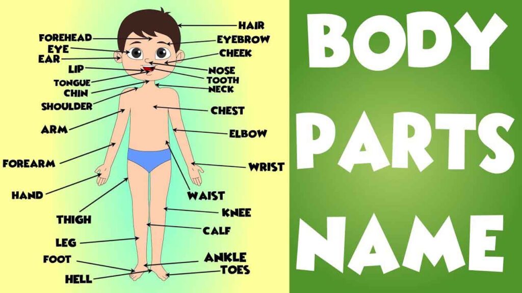 Body Parts name in English