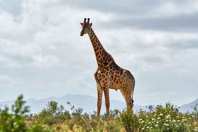 Giraffe-Wild animals name in Hindi