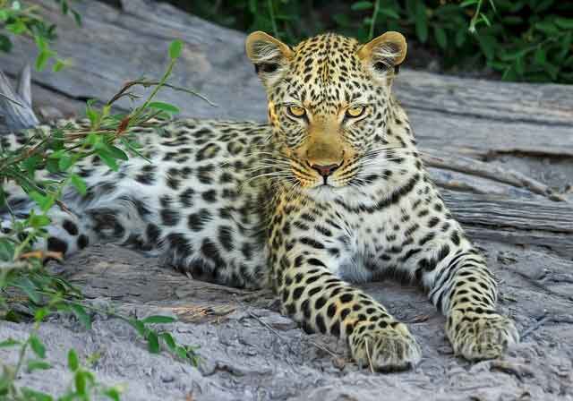 Leopard-Wild animals name in Hindi