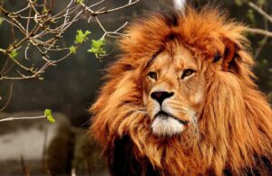 Lion- Wild Animal names in English, Hindi