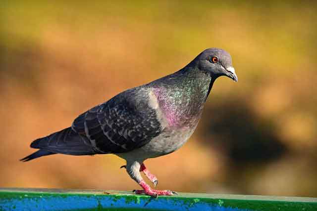 Pigeon (Birds Name in Marathi)