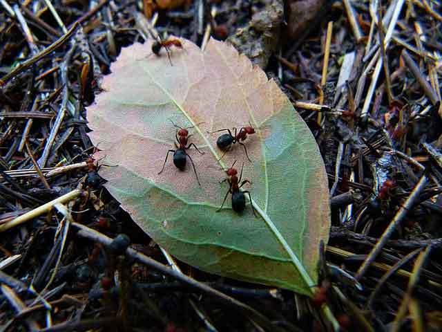 Ant- Insects Name 