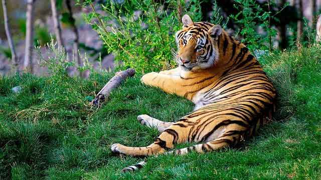 Tiger - Wild animals name in Tamil