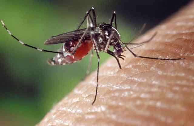 mosquito (Insect Name in Marathi)