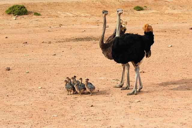 ostrich- Birds Name