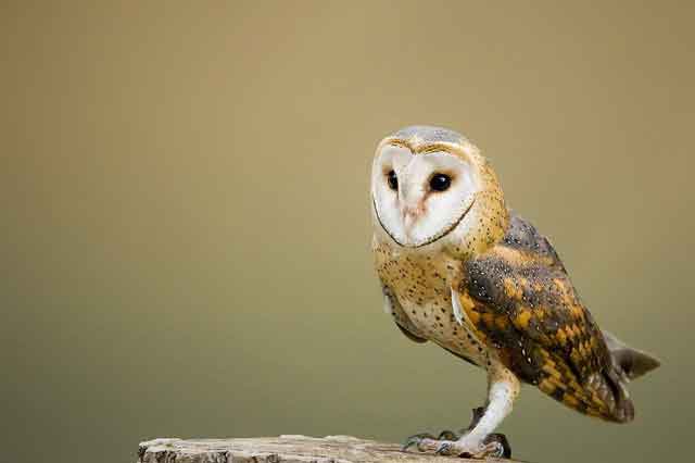 owl -Birds Name in English