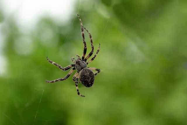 spider (Insect name in English, Hindi))