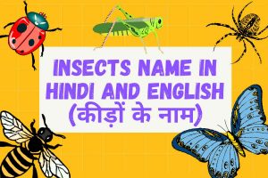Read more about the article Insects name in Hindi and English | कीड़ों के नाम