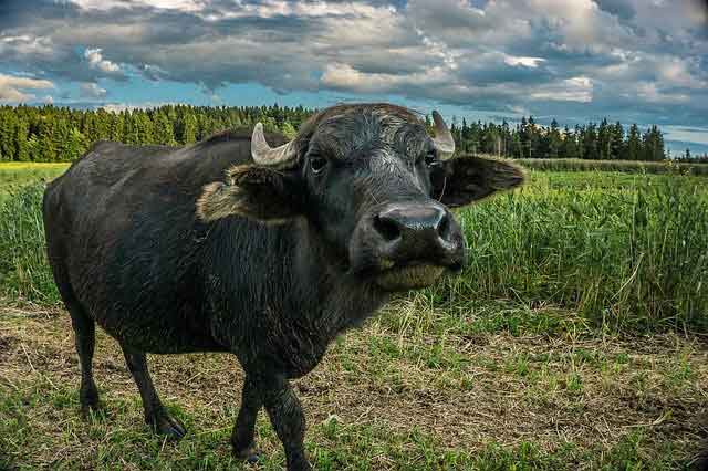 Buffalo Domestic Animals Name