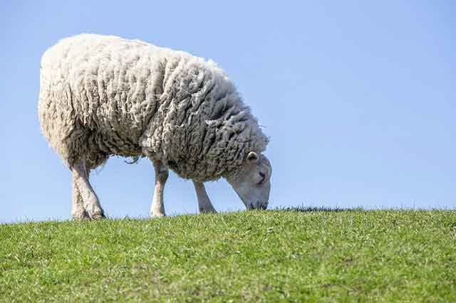 sheep Domestic Animals Name in English