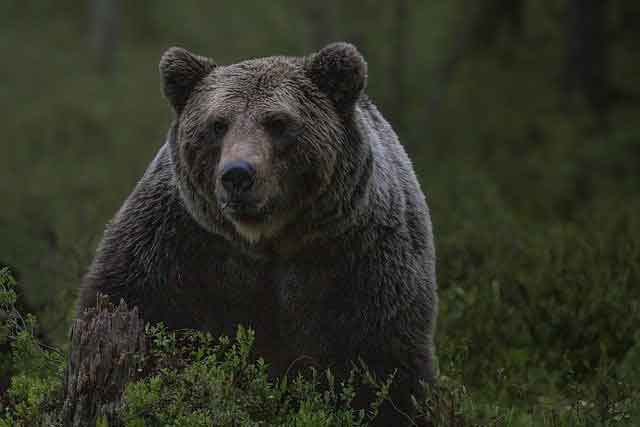Bear - Animals Name in Marathi