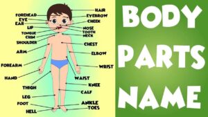 Body Parts Name in English, Hindi