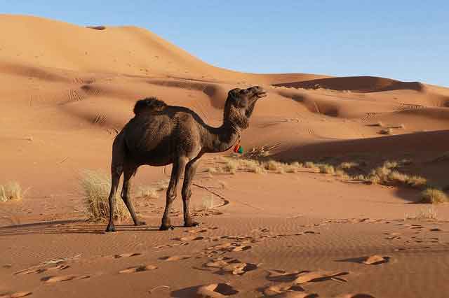 Camel- Animals Name
