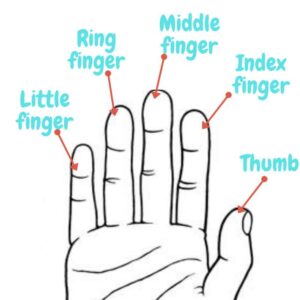Read more about the article Fingers Name in English, Hindi, Marathi, Tamil and Telugu
