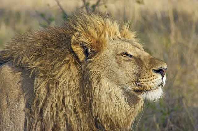 Lion -W ild animals name in Marathi