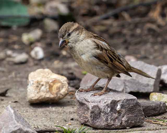 Sparrow (Birds Name in Tamil)