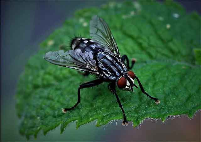 HouseFly (Insects Name in English, Hindi)