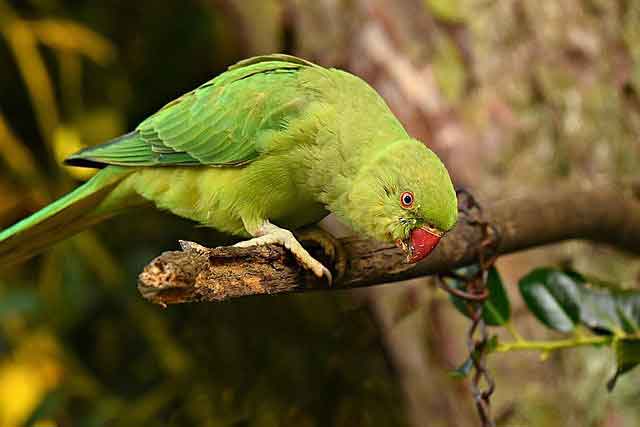 parrot (Animals name in Hindi)