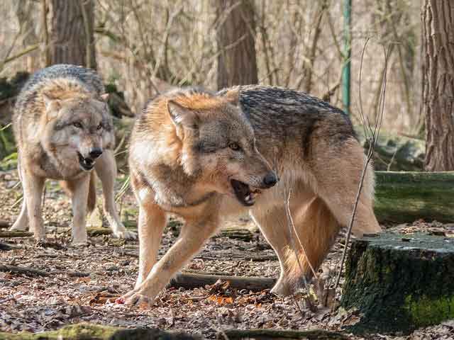 wolf - Wild Animals Name in Hindi
