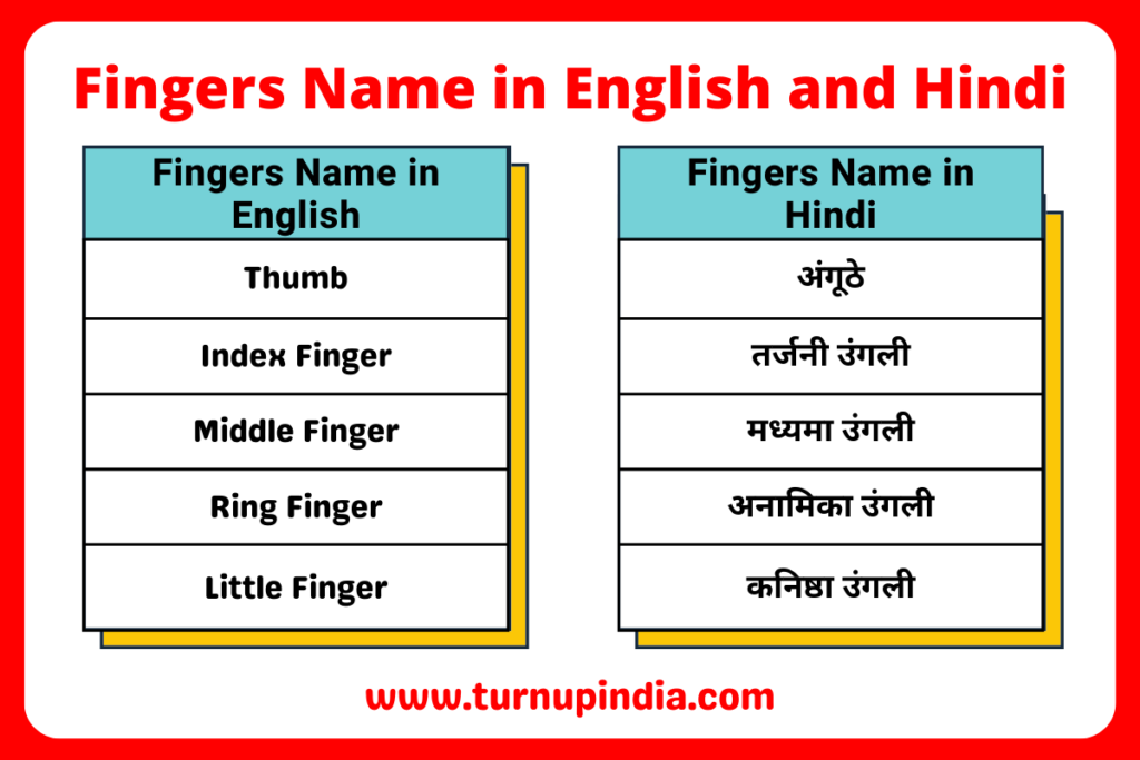 Fingers Name in English and Hindi
