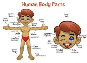 Read more about the article Body parts name in Tamil and English | உடல் உறுப்புகளின் பெயர்