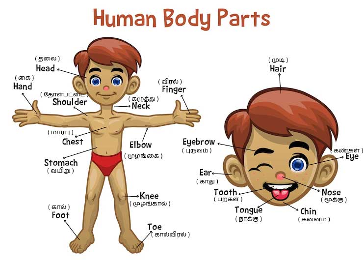 Body parts in Tamil 
