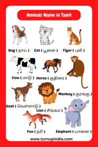 Read more about the article Animals Name in Tamil and English