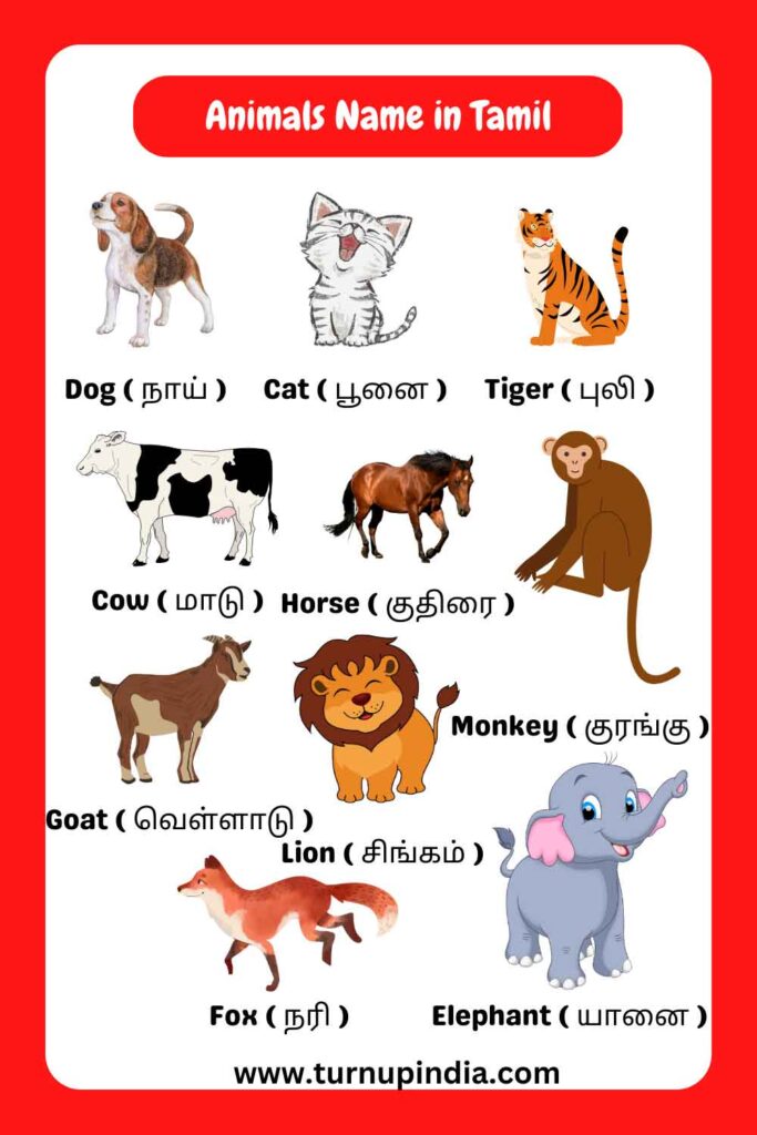 Animals name in Tamil
