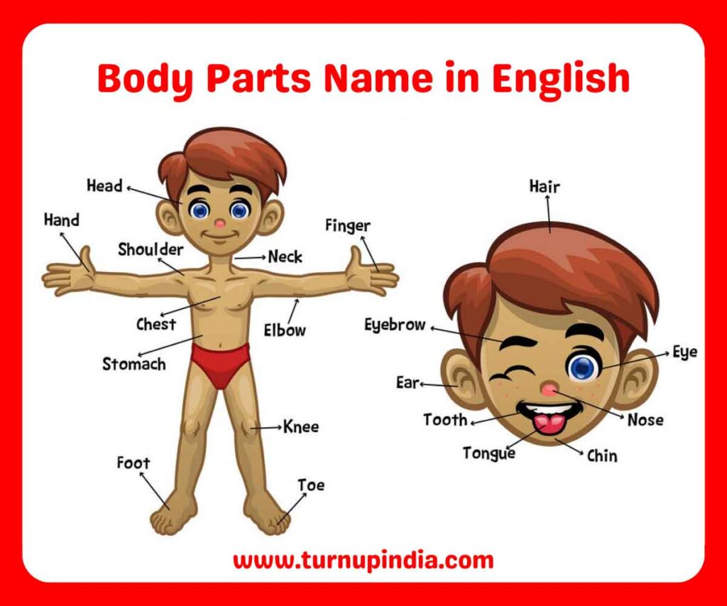 Body Parts Name in English
