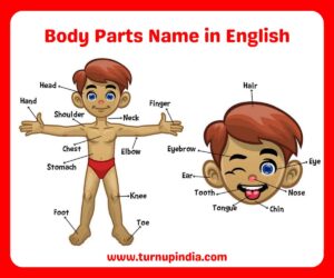 Read more about the article Human Body Parts Name in English with Picture